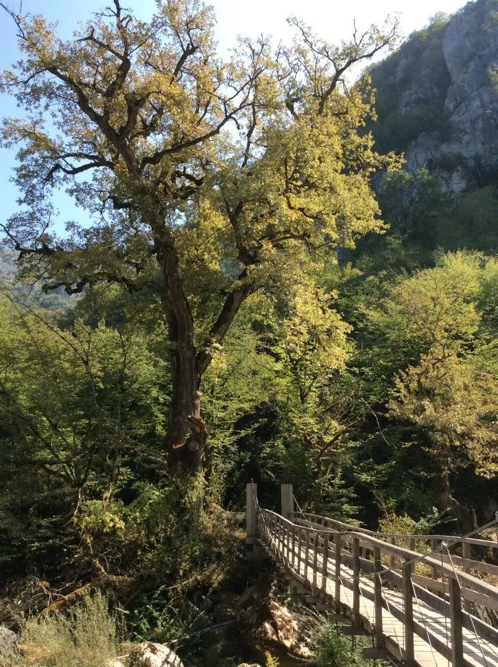 Ilıca Şelalesine giden patika (1)